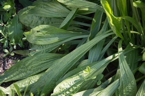 Garten Navi Spitzwegerich Plantago Lanceolata