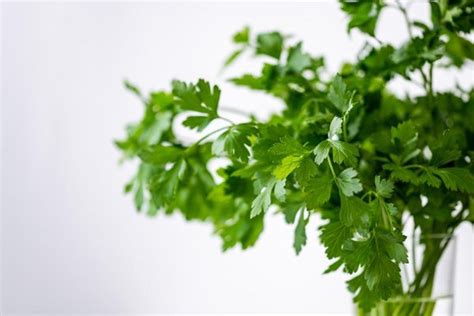 ¿Cómo germinar cilantro sin semilla? | Plantas