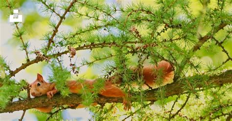 animals   tree photo  animal image  unsplash