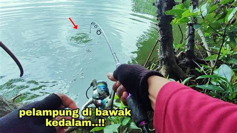 Gak Sampai Menitumpan Udang Vanami Jadi Rebutan Babon Kakap Putih