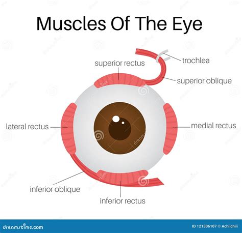 Muscles of the Eye stock vector. Illustration of nerve - 121306107