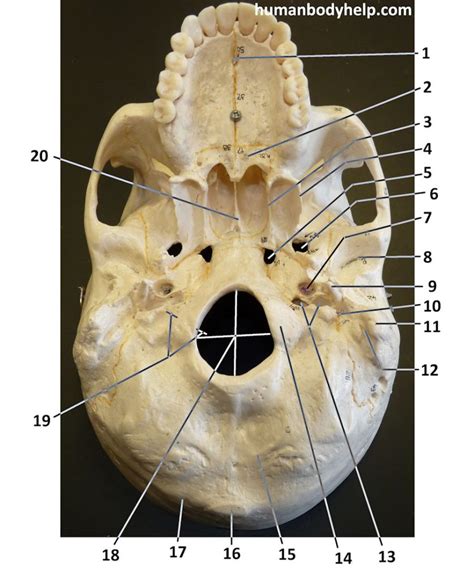 Skull – Inferior View – Human Body Help