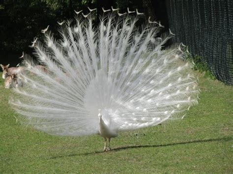 Witte Pauw Proosdij Kinderboerderij Foto Ineke Van De Craats