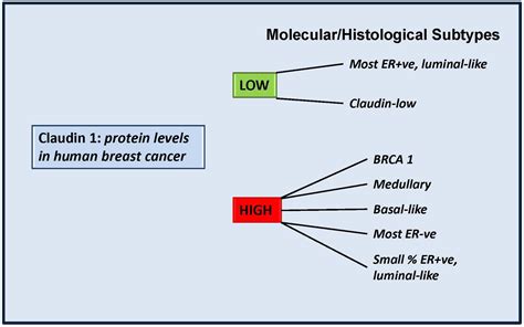 JCM Free Full Text Claudin 1 In Breast Cancer New Insights HTML