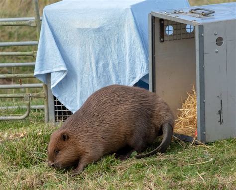 Donate Beaver Trust