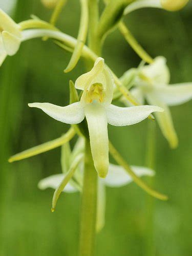 Platanthera Bifolia Habenaria Bifolia Habenaria Fornicata