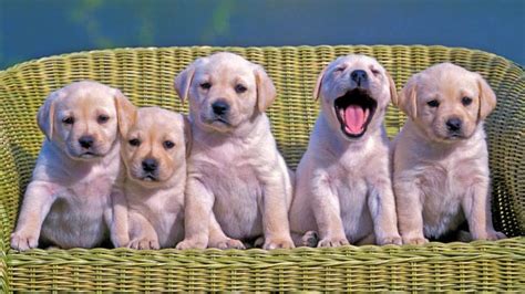 cutest dog breeds   maltipoos  weimaraners   type