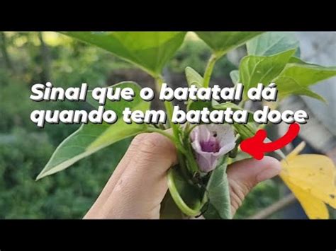 Como Saber A Hora Certa De Colher Batata Doce Youtube