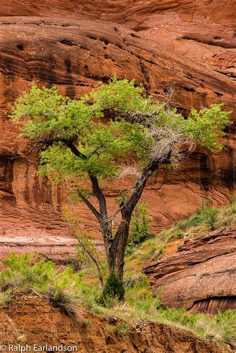 A Touch Of Green In The Desert A Cottonwood Tree In Utahs Flickr