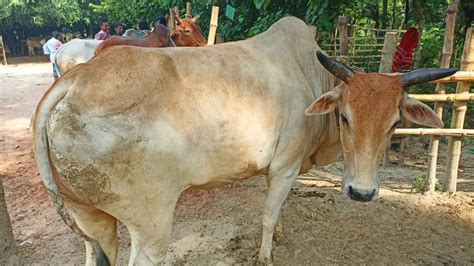 শুক্রবার ১৫১২২৩ হাড্ডিসার বলদ গরু পাশাপাশি হাল চাষের বলদ গরু