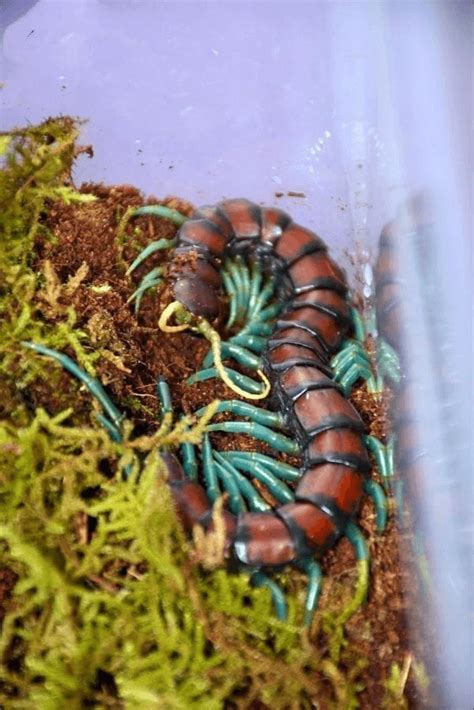 Scolopendra subspinipes ‘Mint legs’ centipede - HappyForestStore