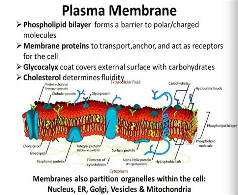 Cell Membrane Diagram Quizlet