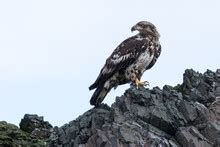 Perched Bald Eagle Free Stock Photo Public Domain Pictures