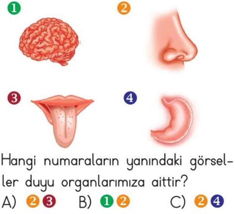 Duyu Organlarımız ve Görevleri Test Çöz 3 Sınıf Fen Bilimleri Testleri