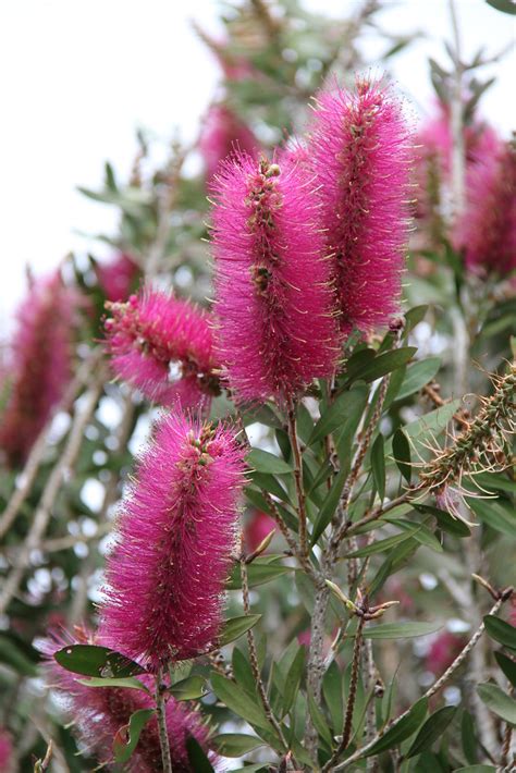 Bottlebrush Callistemon Mauve Mist This Australian Gen Flickr