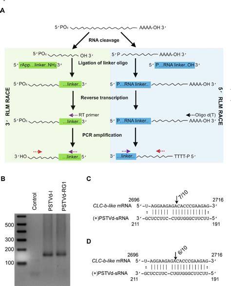 Figure 2 From 3 RNA Ligase Mediated Rapid Amplification Of CDNA Ends