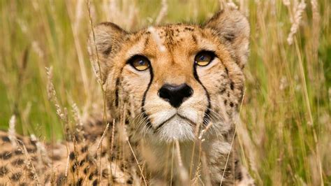 Download Animal Cheetah HD Wallpaper