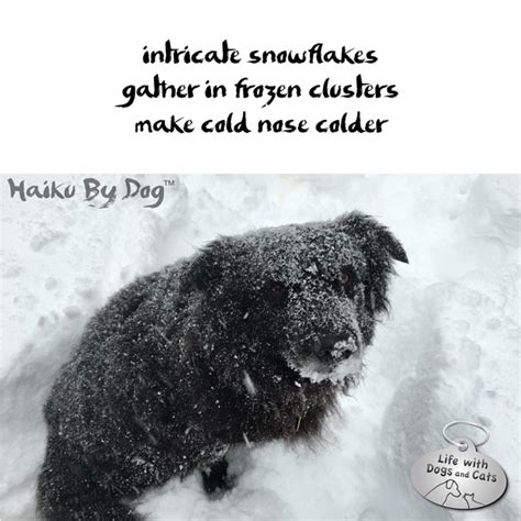 Haiku by Dog: Snowflakes - Life with Dogs and Cats : Life with Dogs and ...