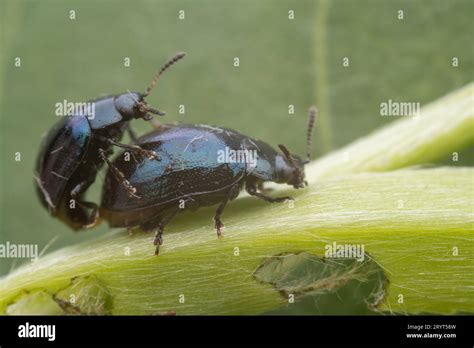 Plagiodera Versicolora In The Wild State Stock Photo Alamy