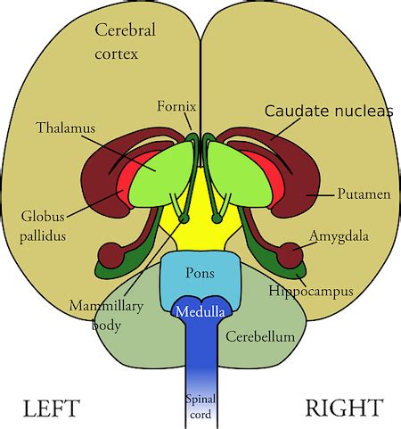 Basal Ganglia Anatomy