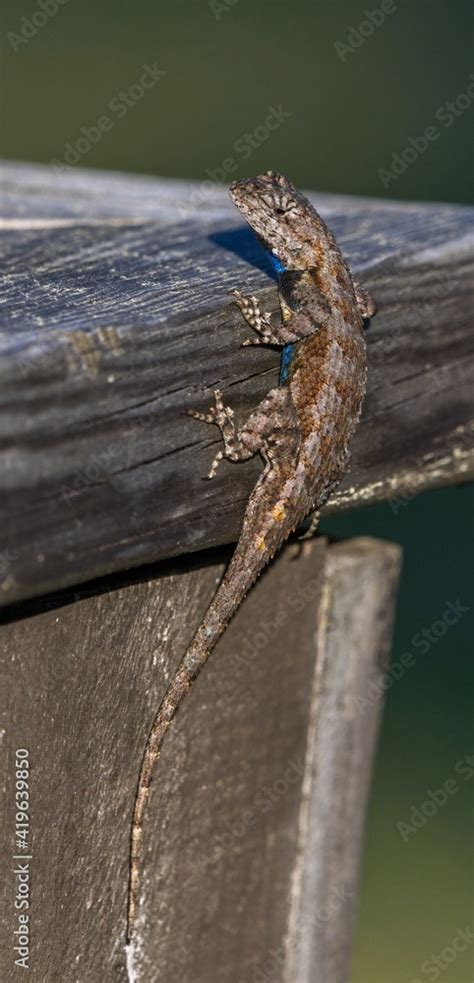 male eastern fence lizard (Sceloporus undulatus) on aged wood looking ...