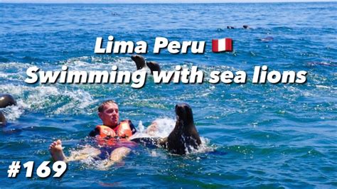 Swimming With Sea Lions On The Palomino Islands Lima Peru Pacific Ocean