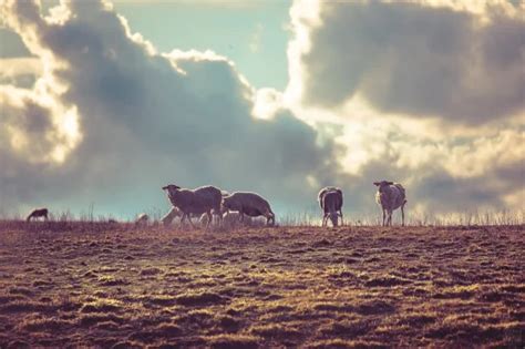 Le Parc Naturel R Gional De La Narbonnaise Corbi Res Salanque