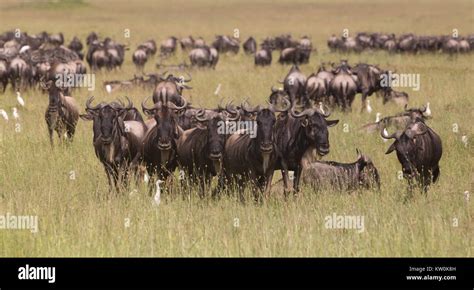 African Birds Serengeti Birds Hi Res Stock Photography And Images Alamy