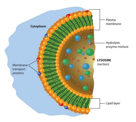 Anatomy Of The Lysosome Vector Diagram For Medical Use Stock Vector