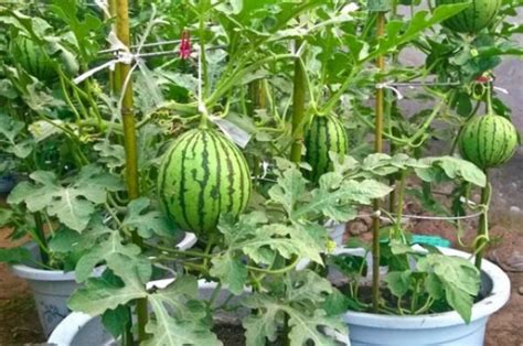 Cómo Cultivar Sandías En Macetas Ahora Es Muy Fácil Con Una Genial