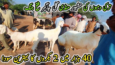 Gali Jageer Dumba Bakra Mandi Latest Update October K Ma