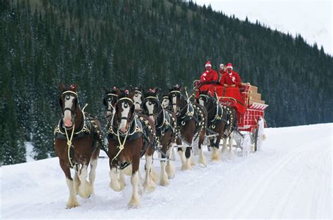 Budweiser Clydesdales demoted