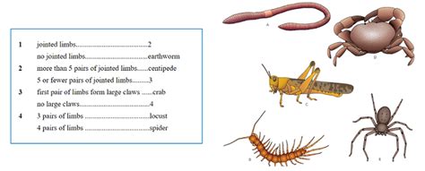 Biology Notes For Igcse Dichotomous Keys Worksheets