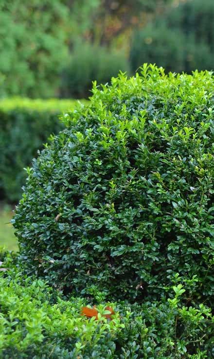 Shrubs & Hedges | Green FX Landscaping