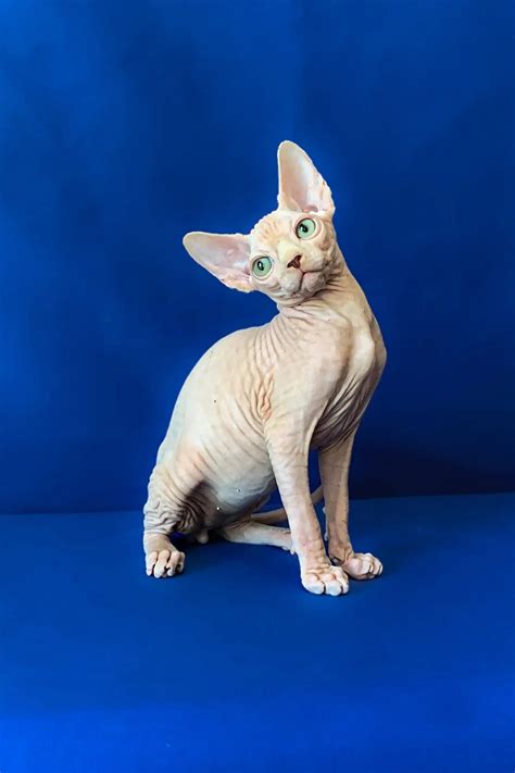 Ametist the Adorable Canadian Sphynx Kitten