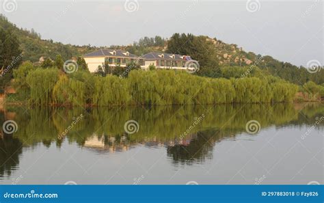 Willow Entire Leaved Salix Integra Hakuro Nishiki Royalty Free Stock