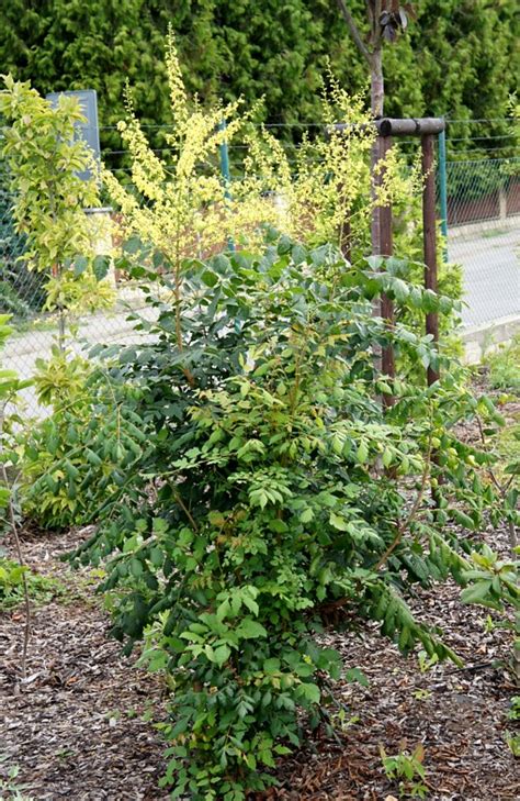 Koelreuteria Paniculata Fastigiata Havliscz