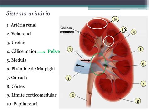 Aula 3 Histologia Sistema Urinário