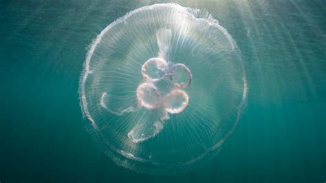 Study Reveals The Nutritional Appeal Of Moon Jellyfish •