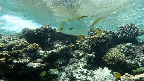 Beautiful Fish On The Reefs Of The Red Sea Stock Photo Image Of Wild