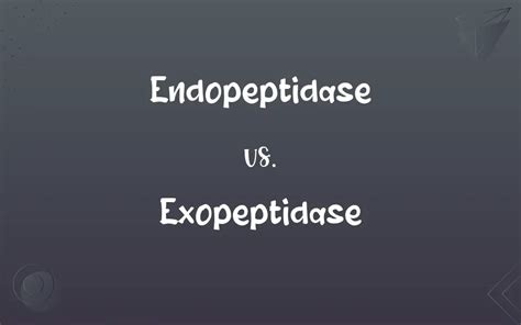 Endopeptidase Vs Exopeptidase Whats The Difference