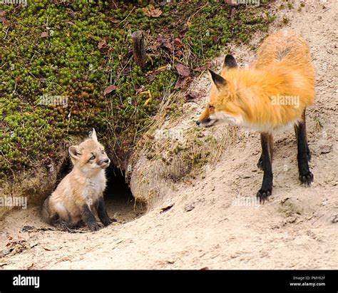 Red Fox Mother And One Kit At The Entrance Of Their Den Enjoying Its