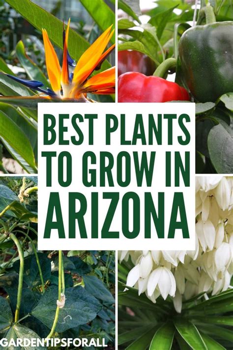 9 Plants That Grow Well In Arizona