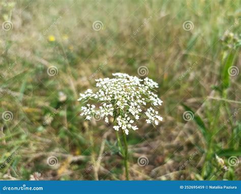 Daucus Carota Cuyos Nombres Comunes Incluyen La Zanahoria Salvaje Imagen De Archivo Imagen De