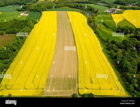 Luftaufnahme Raps Feld im Süden von Essen gelbe Rapsfeld