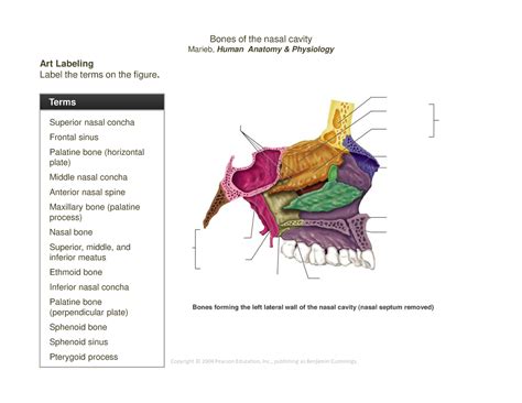 7 Bones Of The Nasal Cavity Part1 Bones Of The Nasal Cavity Marieb