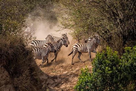 Kenya Bush Safaris