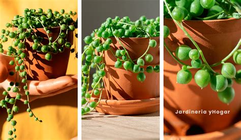 Cómo cuidar una planta rosario o senecio rowleyanus Jardinería y Hogar