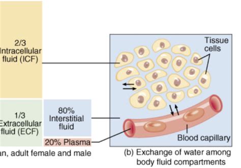 Biol 0800 Body Fluids Homeostasis Flashcards Quizlet