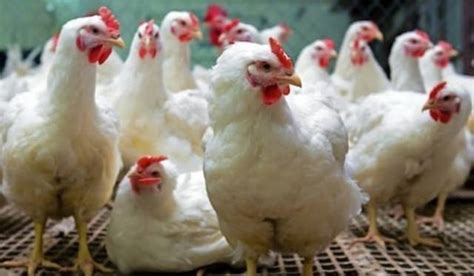 Backyard Poultry Farming A Low Input Business With High Economic Returns